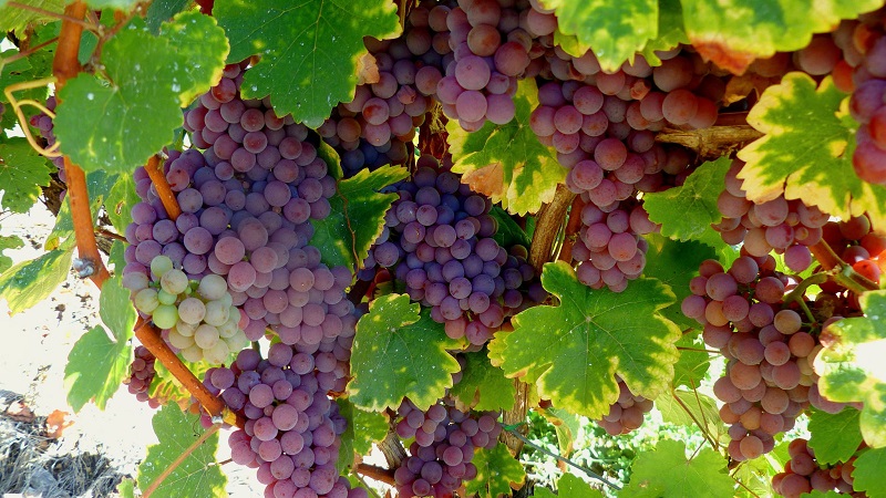 Quels sont les cépages techniques et quels sont les meilleurs