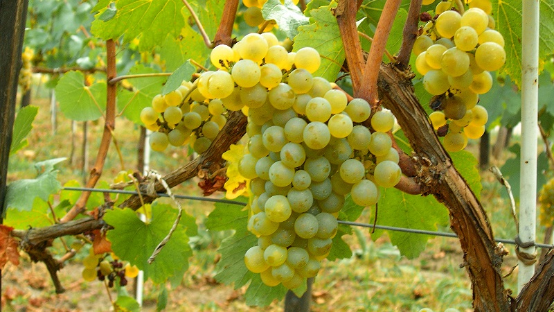 Quels sont les cépages techniques et quels sont les meilleurs