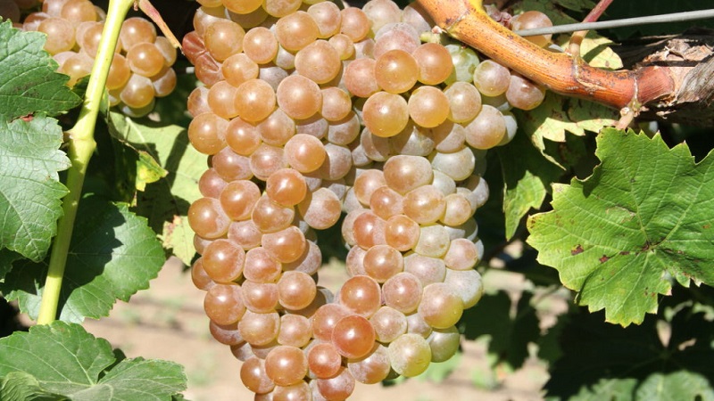 Quels sont les cépages techniques et quels sont les meilleurs