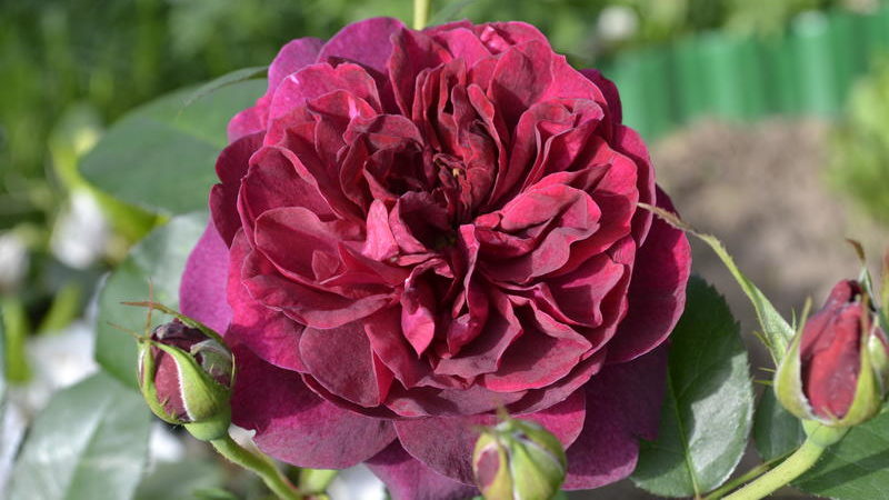 Comment faire pousser des roses violettes et quelles variétés choisir