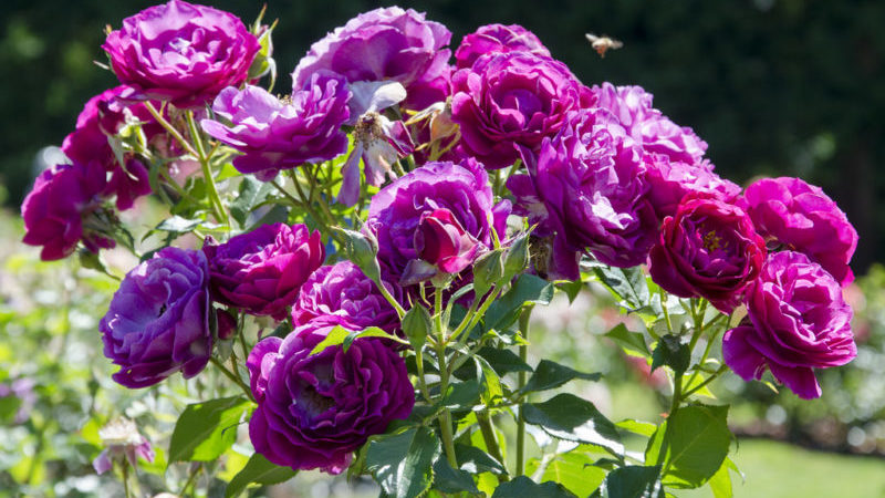 Comment faire pousser des roses violettes et quelles variétés choisir
