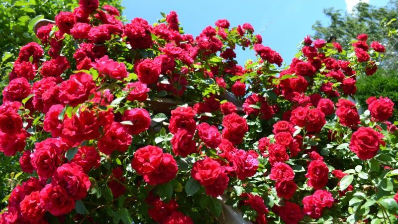 Les meilleures variétés de roses grimpantes résistantes à l'hiver qui fleurissent tout l'été
