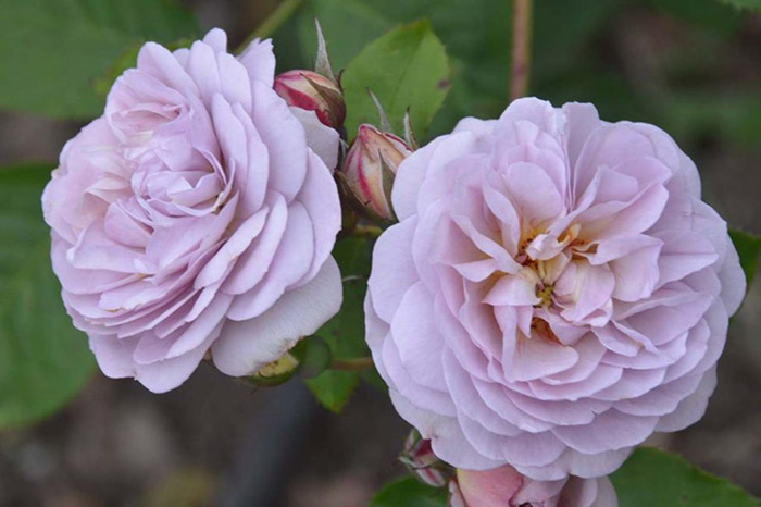 Comment faire pousser des roses violettes et quelles variétés choisir