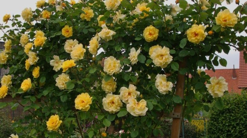 Les meilleures variétés de roses grimpantes résistantes à l'hiver qui fleurissent tout l'été