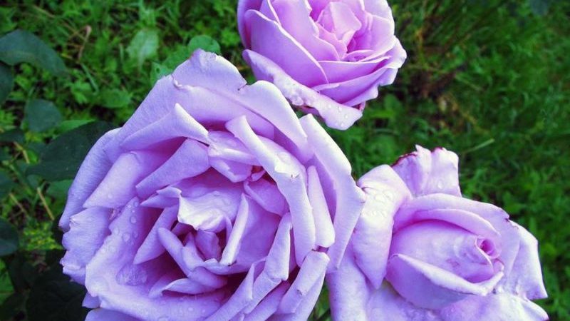 Comment faire pousser des roses violettes et quelles variétés choisir