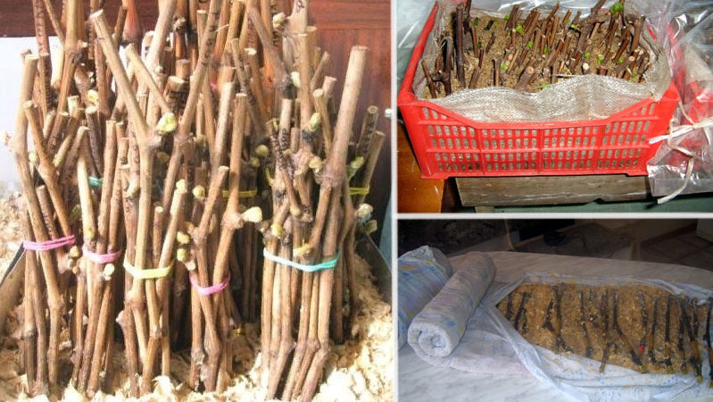 Quand (en quel mois) et comment planter des raisins avec des boutures