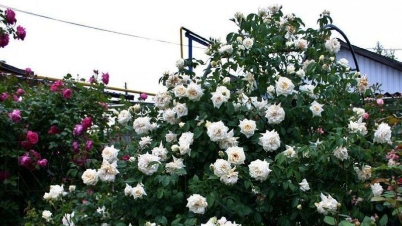 Les meilleures variétés de roses grimpantes résistantes à l'hiver qui fleurissent tout l'été