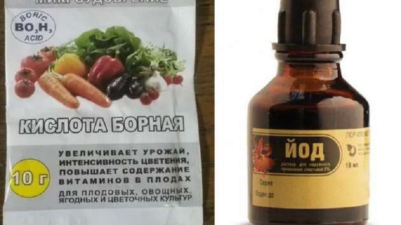 Instructions pour le traitement des tomates du mildiou avec de l'iode et de l'acide borique: nous combattons la maladie rapidement et efficacement