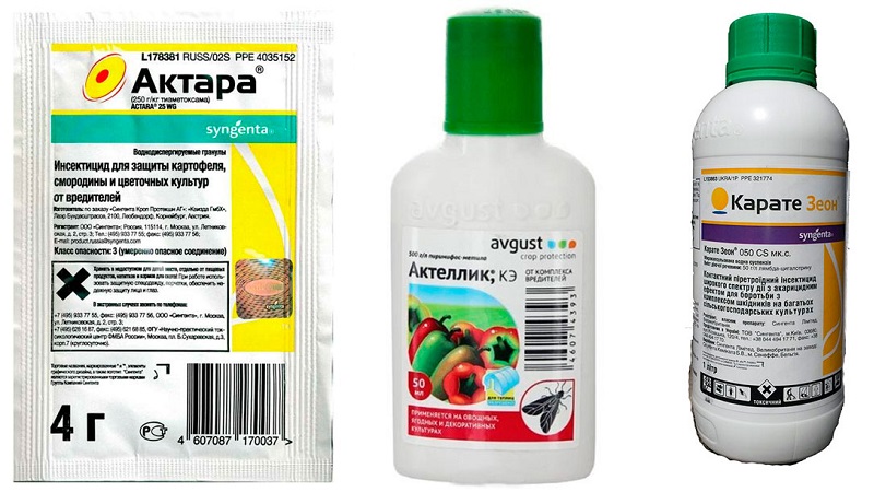 Comment traiter les puces sur le chou