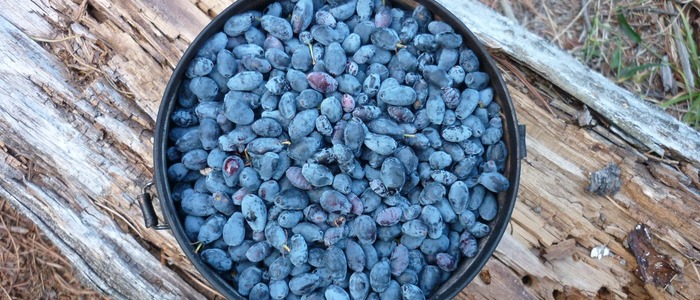 Comment sécher le chèvrefeuille pour l'hiver à la maison