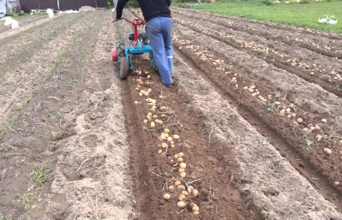 Comment creuser des pommes de terre avec un tracteur à conducteur marchant