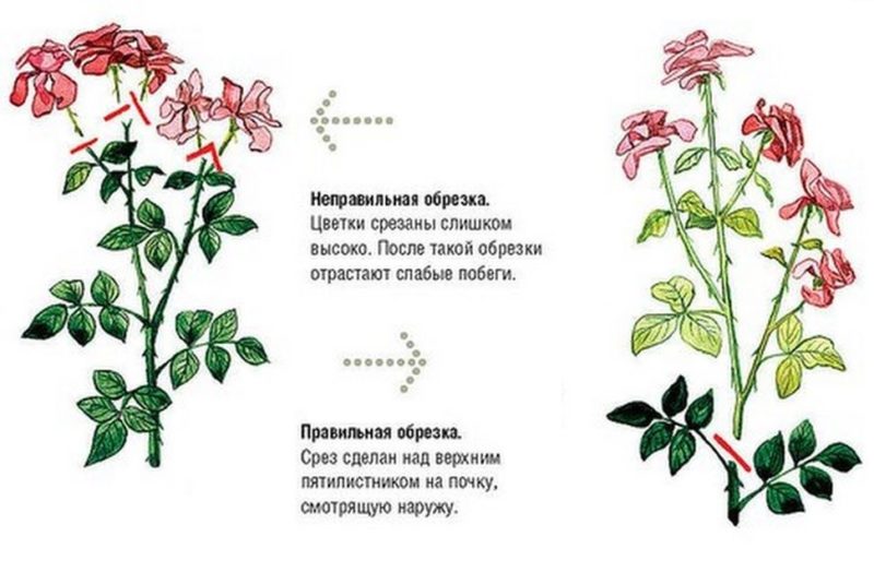 Instructions pour les cultivateurs débutants: comment tailler les roses après la floraison en été pour qu'elles fleurissent à nouveau