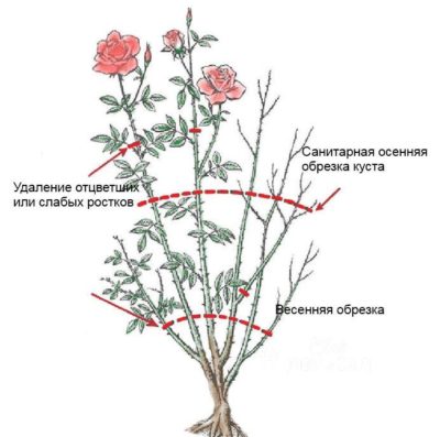Instructions pour les cultivateurs débutants: comment tailler les roses après la floraison en été pour qu'elles fleurissent à nouveau