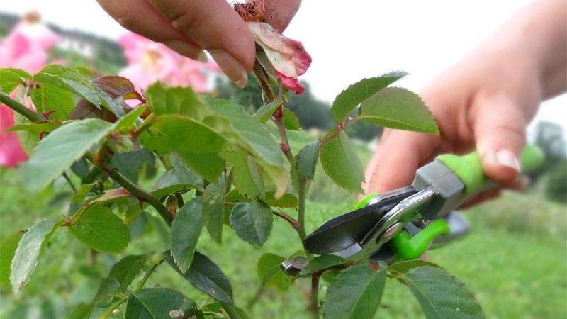 Instructions pour les cultivateurs débutants: comment tailler les roses après la floraison en été pour qu'elles fleurissent à nouveau