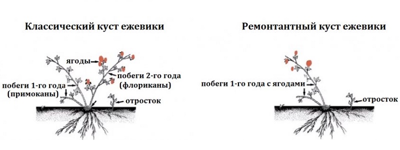 Comment tailler correctement les mûres en été: instructions et schémas