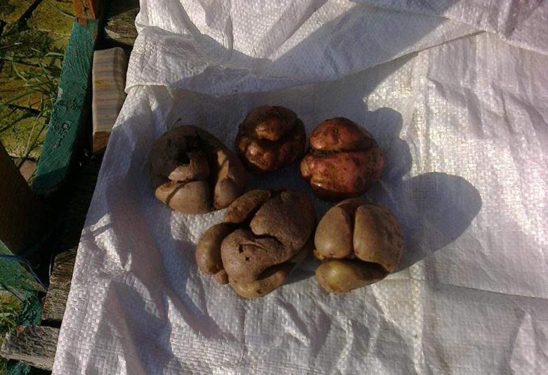 Que faire si les pommes de terre éclatent et se fissurent dans le sol, pourquoi cela se produit-il