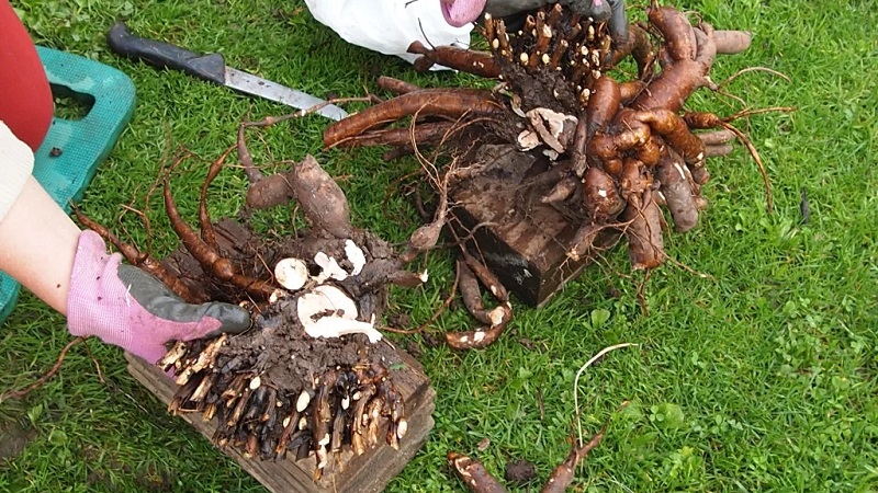 Quand est-il nécessaire de transplanter des pivoines à un autre endroit en été et comment le réaliser correctement