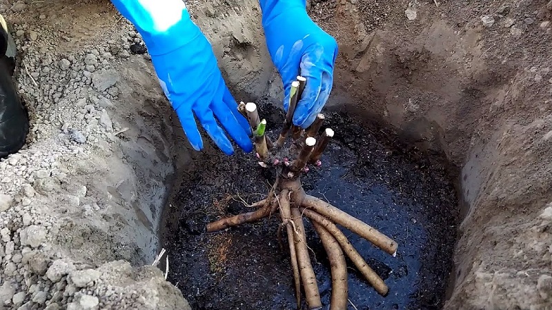 Quand est-il nécessaire de transplanter des pivoines à un autre endroit en été et comment le réaliser correctement