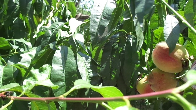 Comment tailler correctement les pêches en été: schémas et procédure
