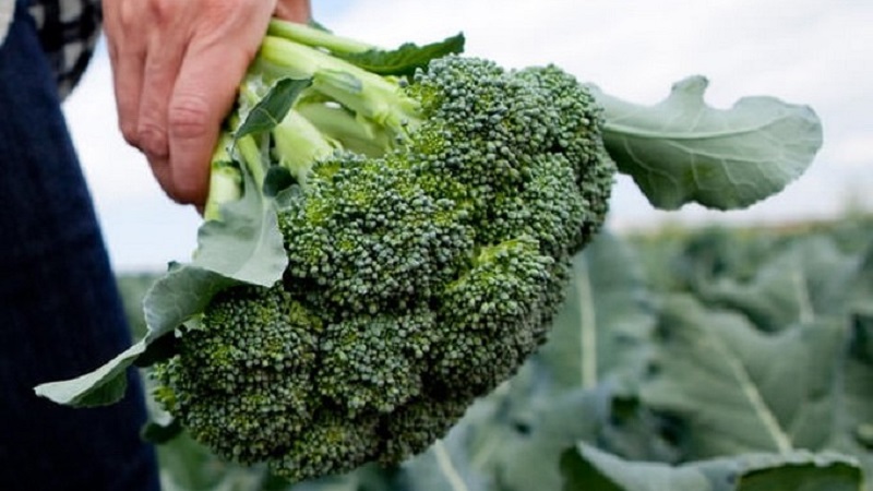 Quand récolter et comment conserver le brocoli