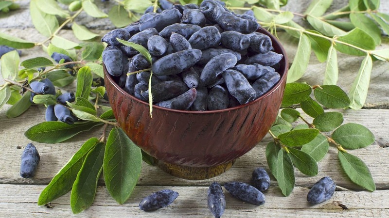 Quand le chèvrefeuille mûrit dans différentes régions