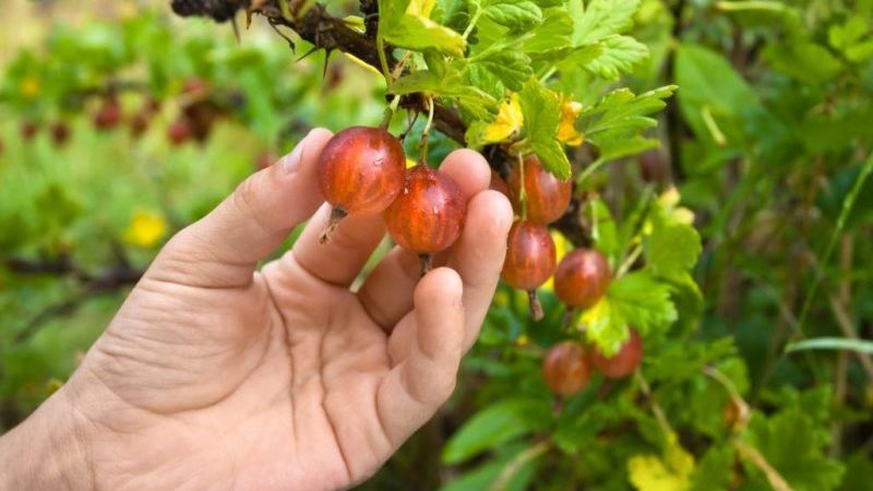 Quand les groseilles mûrissent et comment déterminer leur maturité