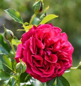 Les meilleures variétés de roses résistantes à l'hiver qui fleurissent tout l'été et les particularités de leur culture