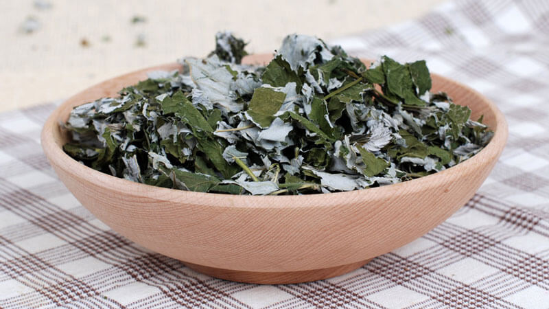 Propriétés médicinales et contre-indications des feuilles de framboisier pour les femmes