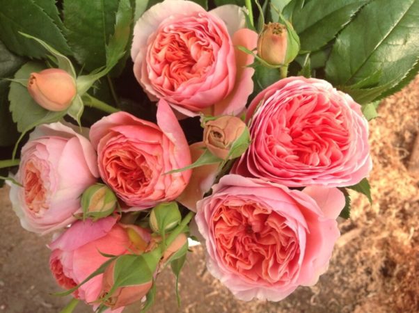 Les meilleures variétés de roses résistantes à l'hiver qui fleurissent tout l'été et les particularités de leur culture