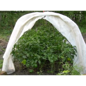 Comment pincer les framboises remontantes en été et cette procédure est-elle nécessaire