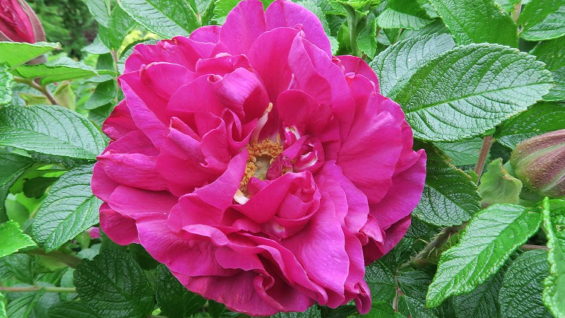 Comment faire pousser des roses violettes et quelles variétés choisir