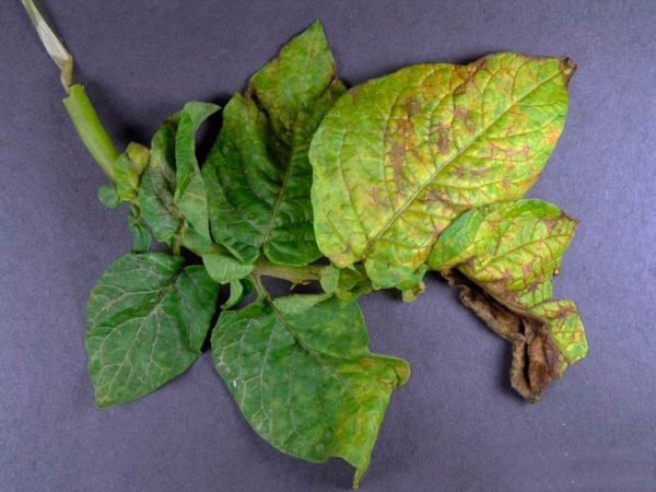 Descriptions détaillées et des traitements efficaces contre les maladies de la pomme de terre