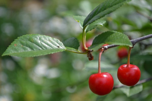 Pourquoi tailler les cerises en été et comment le faire correctement