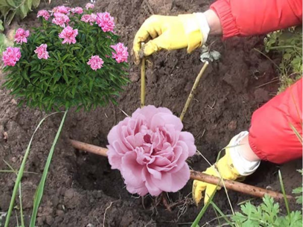 Instructions étape par étape pour planter des pivoines en été dans le sol pour les fleuristes débutants