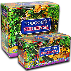 Guide d'entretien des mûres d'été pour une bonne récolte