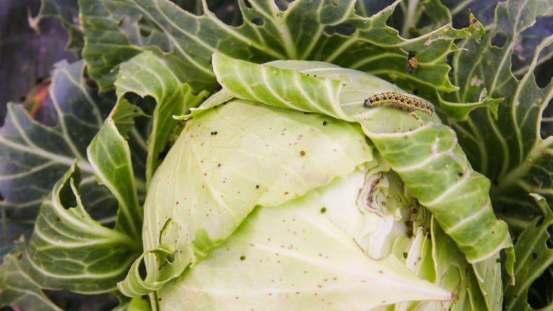 Comment diluer l'ammoniac et traiter le chou avec des parasites