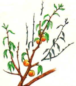 Comment tailler correctement les pêches en été: schémas et procédure