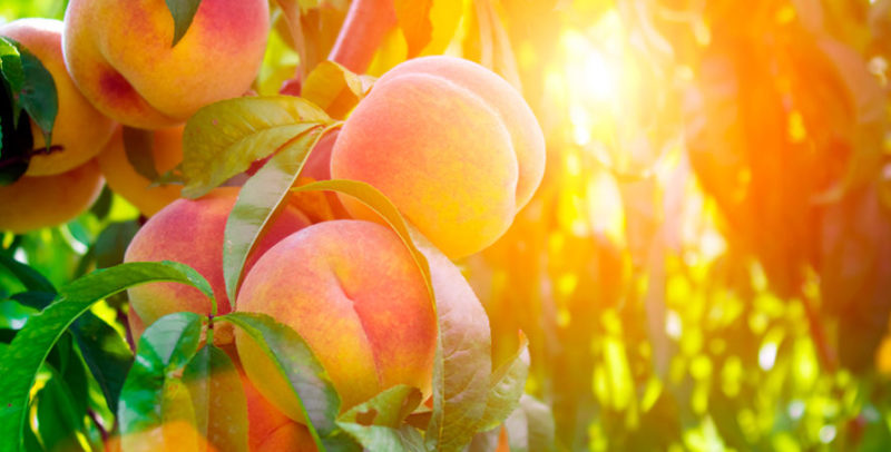 Comment tailler correctement les pêches en été: schémas et procédure