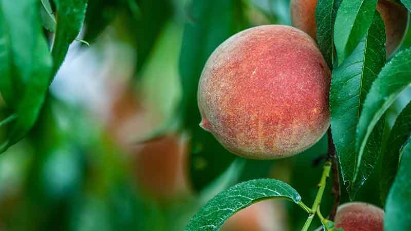 Comment tailler correctement les pêches en été: schémas et procédure