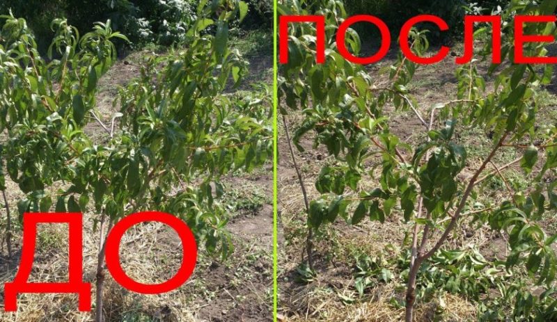 Comment tailler correctement les pêches en été: schémas et procédure