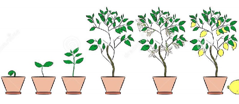 Taille et façonnage du citron à la maison