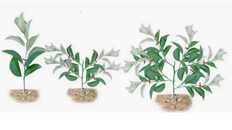 Taille et façonnage du citron à la maison