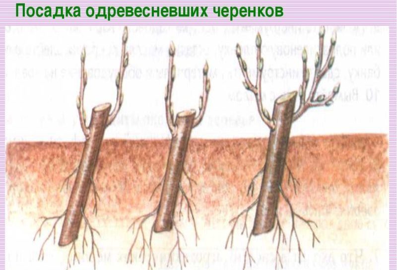 Instructions étape par étape pour greffer un pommier en été pour les débutants