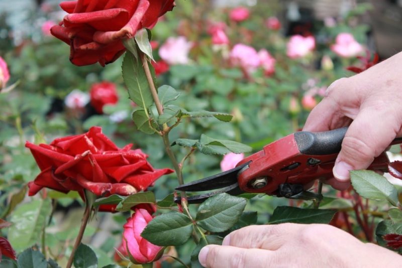 Nous prenons soin des roses dans le jardin en été pour qu'elles fleurissent abondamment et pendant longtemps