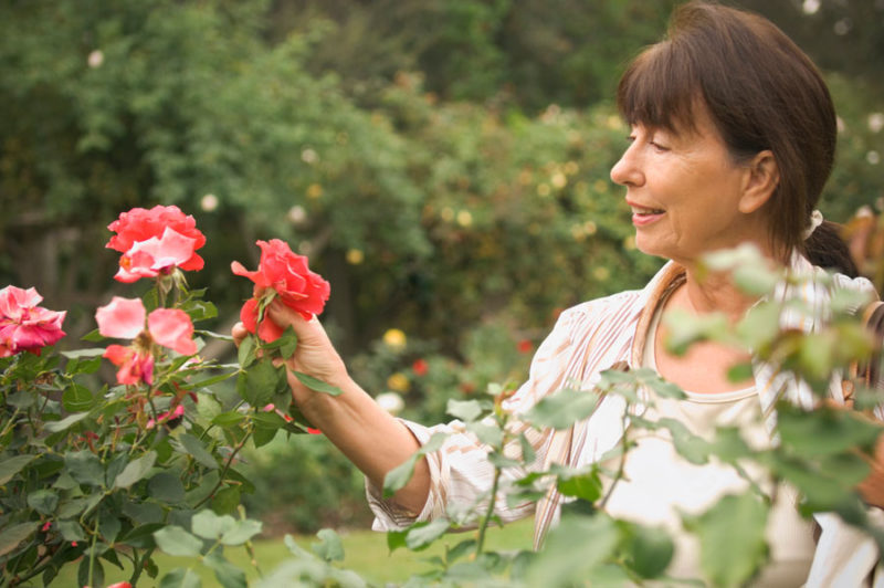 Nous prenons soin des roses dans le jardin en été pour qu'elles fleurissent abondamment et pendant longtemps