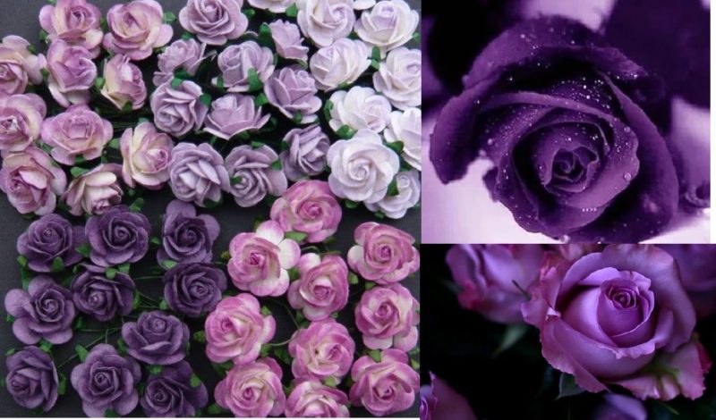 Comment faire pousser des roses violettes et quelles variétés choisir