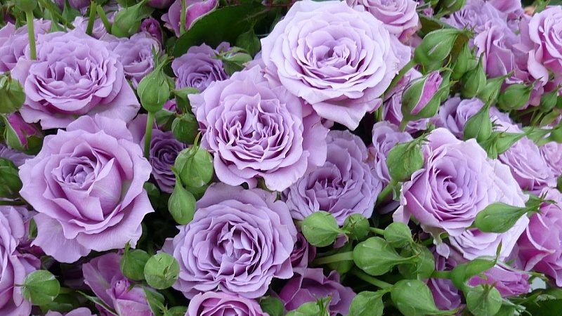 Comment faire pousser des roses violettes et quelles variétés choisir