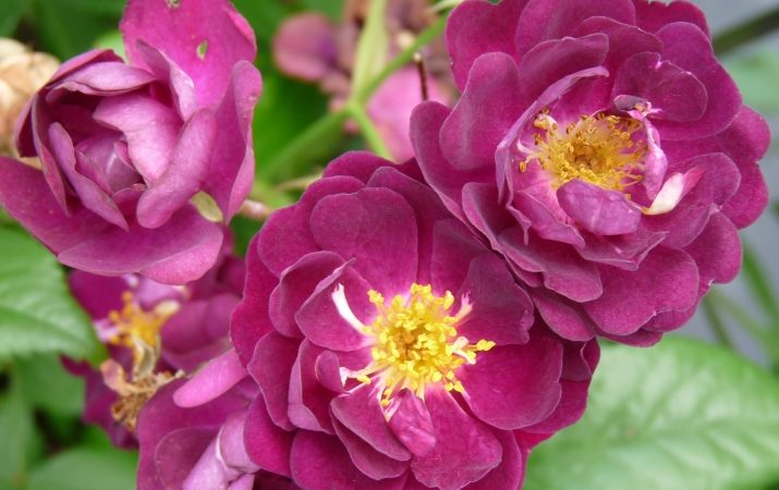 Comment faire pousser des roses violettes et quelles variétés choisir