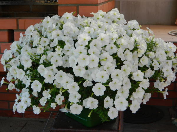 Examen des variétés populaires de pétunias de la série Opera et de leurs caractéristiques