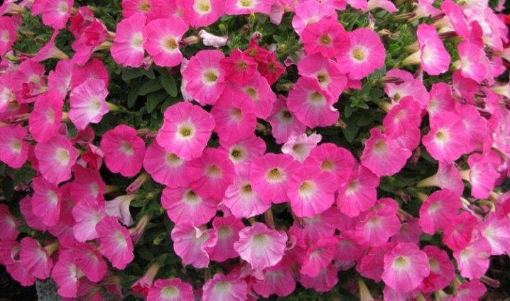 Examen des variétés populaires de pétunias de la série Opera et de leurs caractéristiques